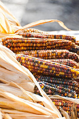 Shaken Or Stirred - Indian Corn2 by Cheryl Baxter