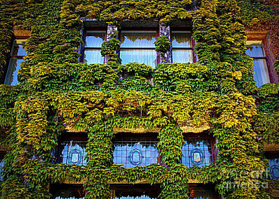 Sultry Flowers - Ivy Windows - Digital Art by Carol Groenen