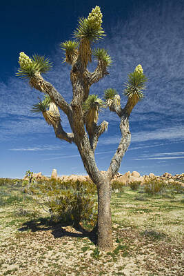 Randall Nyhof Royalty-Free and Rights-Managed Images - Joshua Tree No.278 by Randall Nyhof