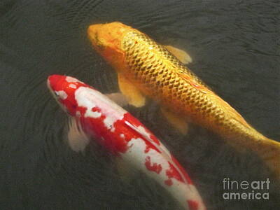 Uk Soccer Stadiums Royalty Free Images - Koi pair Royalty-Free Image by Sean Griffin
