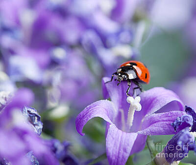 Royalty-Free and Rights-Managed Images - Ladybug and Bellflowers by Nailia Schwarz