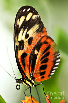 Animals Photo Royalty Free Images - Large tiger butterfly 4 Royalty-Free Image by Elena Elisseeva