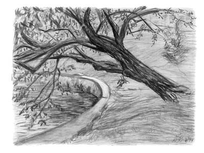 Landscapes Drawings - Leaning Tree by Adam Long