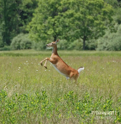 Whimsical Animal Illustrations - Leaping White-Tail Deer by Susan Stevens Crosby