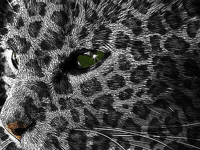 Anne Geddes - Leopard Within by Teri Schuster