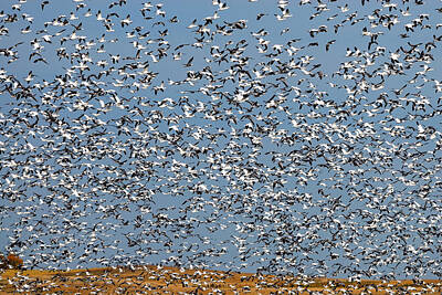 Vintage Chrysler Royalty Free Images - Lesser Snow Geese Migration Royalty-Free Image by Tony Beck