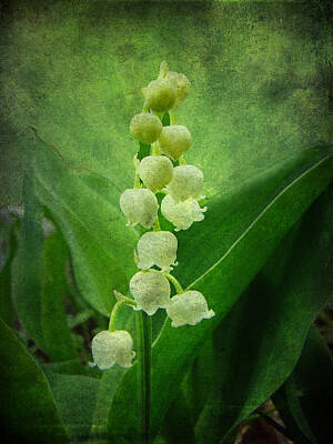 In Flight - Lily of the Valley - Convallaria majalis by Carol Senske