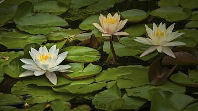 Lilies Photos - Lily Pads and Blossoms. No186 by Randall Nyhof