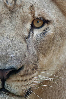 Negative Space - Lion Close-up by James Woody