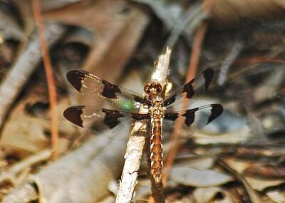 Outdoor Graphic Tees - Long Tailed Skimmer 8695 3318 by Michael Peychich