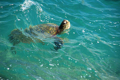 Abstract Animalia Royalty Free Images - Maui Sea Turtle Royalty-Free Image by Lynn Bauer