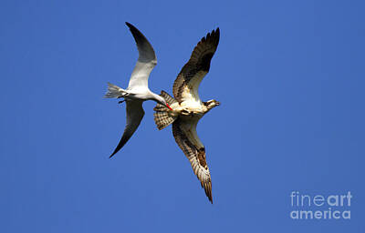 Traditional Kitchen Rights Managed Images - Mid-Air Attack Royalty-Free Image by Michael Dawson