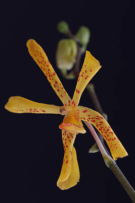 School Teaching - Mokara Orchid Art by Juergen Roth