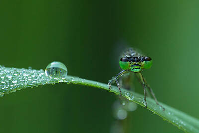Election Day - Morning Damselfly by Mircea Costina Photography
