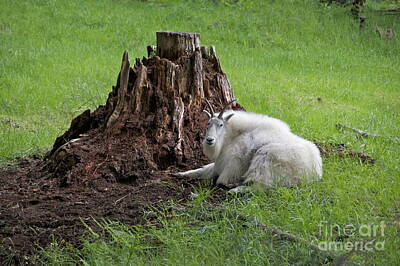 Valentines Day - Mountain Goat at Rest by Sean Griffin