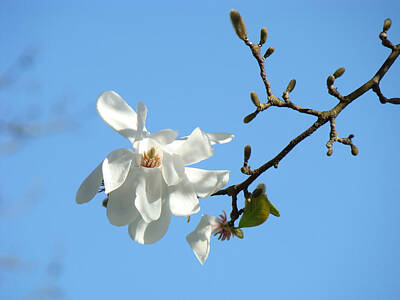 Pbs Kids - Nature Photography Blue Sky White Magnolia Flower by Patti Baslee