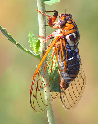 Mellow Yellow Rights Managed Images - Noisy Cicada Royalty-Free Image by Shane Bechler