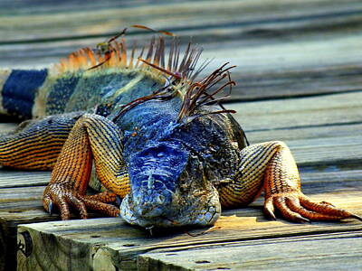 Reptiles Photo Royalty Free Images - Old And Weary Royalty-Free Image by Karen Wiles