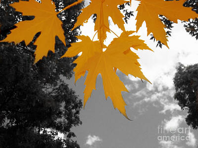 Black And White Flower Photography - Orange Maple Leaves by Mary Mikawoz