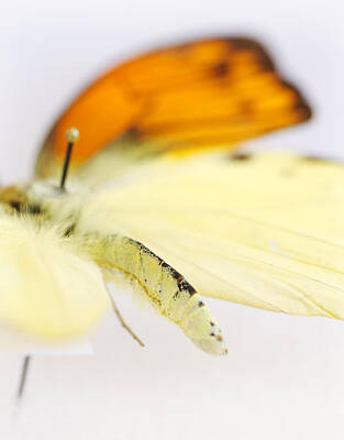 Rights Managed Images - Orange Yellow Butterfly 4 Royalty-Free Image by The Ecotone