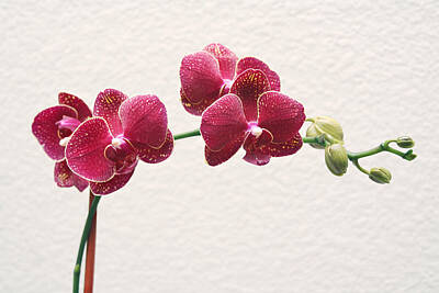 Anne Geddes For The Nursery - Orchid by Masha Batkova