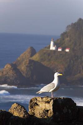 Meiklejohn Graphics Royalty Free Images - Oregon, United States Of America A Bird Royalty-Free Image by Craig Tuttle