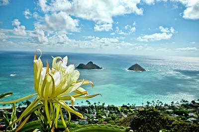 Soap Suds Rights Managed Images - Overlooking Lanikai Beach Royalty-Free Image by Dan McManus