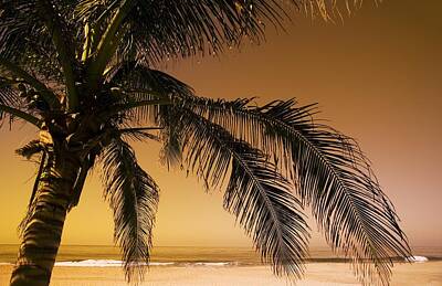 Abstract Square Patterns - Palm Tree And Sunset In Mexico by Darren Greenwood