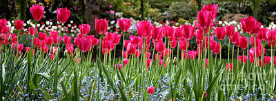 Comedian Drawings Royalty Free Images - Panel of Pink Tulips Royalty-Free Image by Carol Groenen