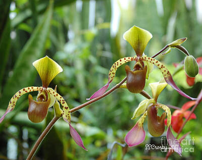 Crazy Cartoon Creatures - Paphiopedilum Lowii Orchid  by Susan Stevens Crosby