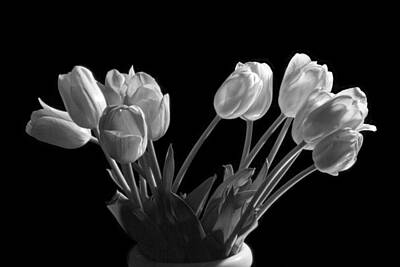 Randall Nyhof Photo Royalty Free Images - Perennial Tulip Flowers No. 0105BW Royalty-Free Image by Randall Nyhof