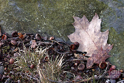 Wine Down Rights Managed Images - Leaf Against Rock Watercolor Royalty-Free Image by Mike Nellums