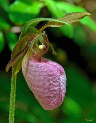 Design Turnpike Books Rights Managed Images - Pink Lady Slipper Orchid DSPF232 Royalty-Free Image by Gerry Gantt