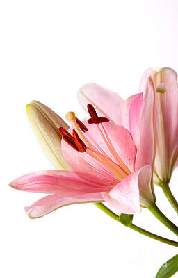 Lilies Royalty-Free and Rights-Managed Images - Pink Lilies 06 by Nailia Schwarz