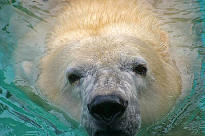 Animals Photos - Polar Bear Swim by David Rucker
