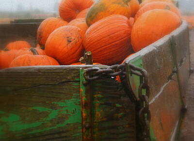 The Beach House Rights Managed Images - Pumpkin Time Royalty-Free Image by Donna Gibson