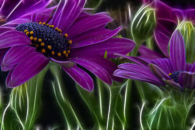 Abstract Flowers Photos - Purple Daisy by Stelios Kleanthous