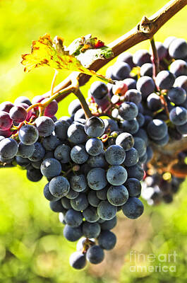 Wine Photos - Purple grapes by Elena Elisseeva