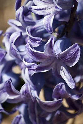 Outdoor Graphic Tees - Purple Hyacinth 1 by Teresa Mucha