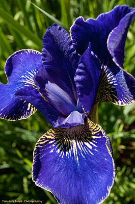 Wine Corks - Purple Iris by Tikvah
