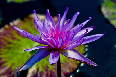 Lilies Photos - Purple Lily by Athena Mckinzie