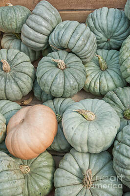 Wilderness Camping Royalty Free Images - Queensland Blue Pumpkin Gourds Royalty-Free Image by Anne Kitzman