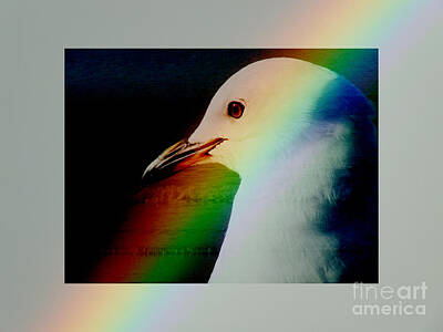 For The Cat Person Royalty Free Images - Rainbow Gull Royalty-Free Image by Karen Lewis