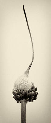 Lilies Photos - Reaching For The Sky by Stelios Kleanthous