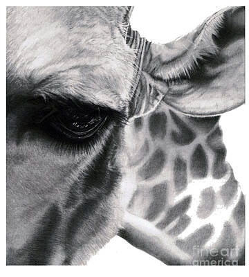Fantasy Drawings Rights Managed Images - Realistic Pencil Drawing of a Giraffe Original Pencil Drawing Royalty-Free Image by DSE Graphics
