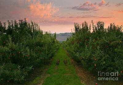 Garden Fruits - Red Apple Sunset by Michael Dawson