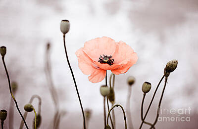 Food And Beverage Photos - Red Corn Poppy Flowers 01 by Nailia Schwarz
