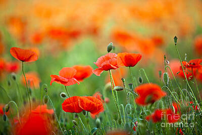 Food And Beverage Royalty Free Images - Red Corn Poppy Flowers 03 Royalty-Free Image by Nailia Schwarz