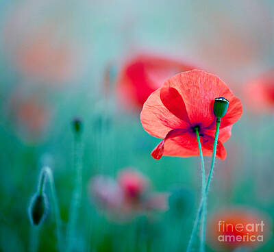 Food And Beverage Royalty Free Images - Red Corn Poppy Flowers 04 Royalty-Free Image by Nailia Schwarz