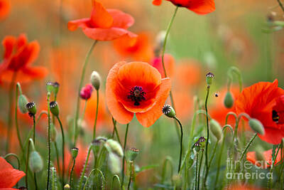 Food And Beverage Royalty Free Images - Red Corn Poppy Flowers 05 Royalty-Free Image by Nailia Schwarz
